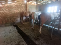 公马, Horses — 照片 1