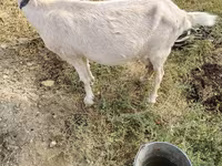 Cabra, Saanen goat — foto 3