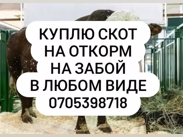 Бұқа, Ірі қара — Қырғызстан