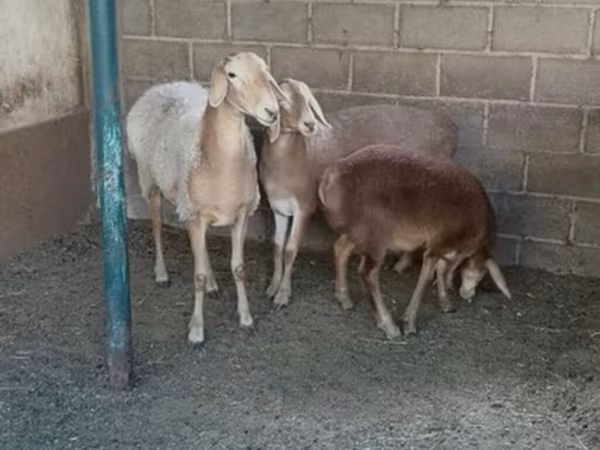 भेड़, Arashan sheep — किर्गिज़स्तान