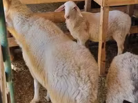 Ram, Romanov sheep — photo 2
