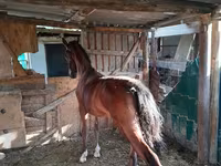 母马, Horses — 照片 2