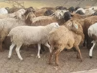 公羊, Hissar sheep — 照片 2