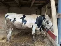 Toro, Swiss cattle — foto 2