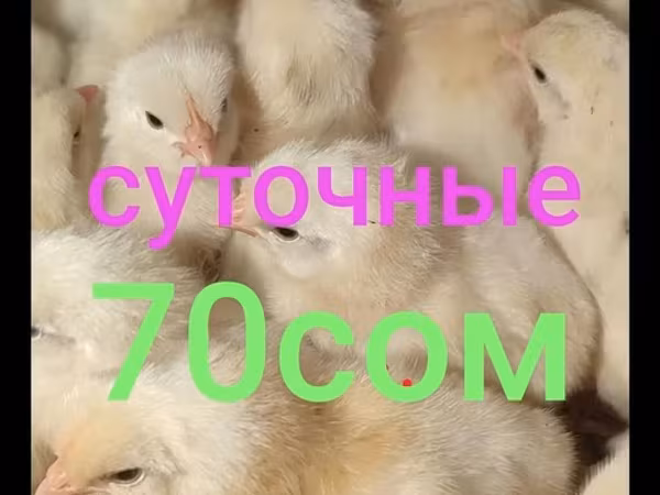 Леггорн