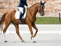Hengst, Friesian sport horse — Foto 3