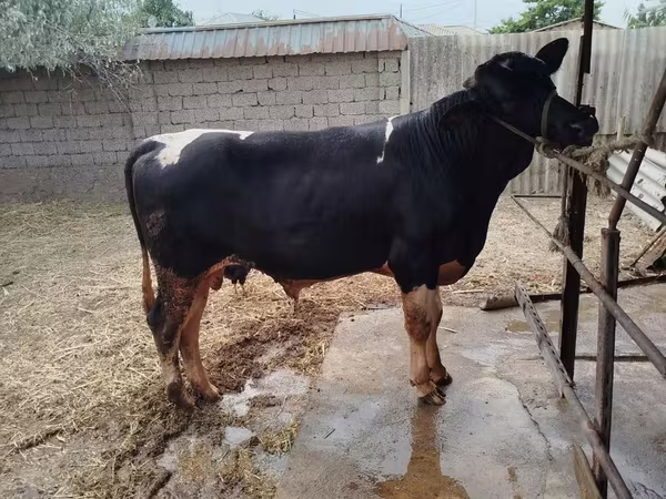 Bull, Cattle