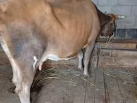 Cow, Cattle — photo 5