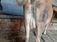 Cow, Cattle — photo 4