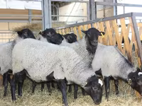 公羊, Katum sheep — 照片 3