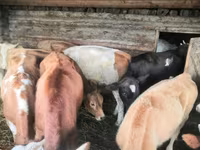 Kuh, Simmental cattle — Foto 5