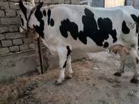 Cow, Holstein breed — photo 2