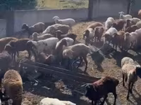 Sheep, Katum sheep — photo 7