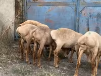 Sheep, Arashan sheep — photo 4