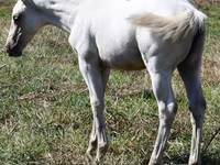 Stute, Quarter Horse — Foto 3