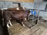 सांड, Simmental cattle — फ़ोटो 3