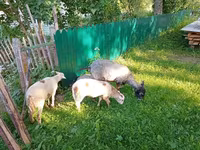 Ешкі, Kejobong goat — 3-сурет