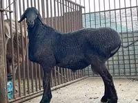 Ram, Sheep — photo 2