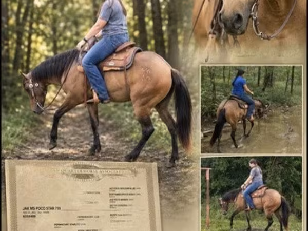 घोड़ी, Quarter Horse
