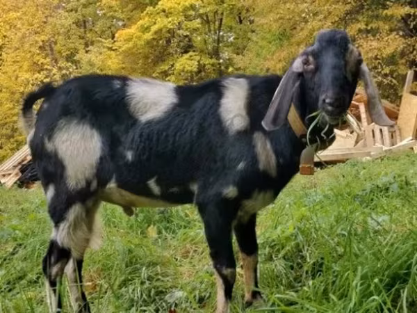 बकरा, Nubian Goat