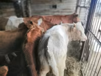 Kuh, Simmental cattle — Foto 6