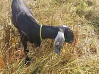 Ziege, Nubian Goat — Foto 3