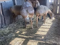 Қошқар, Arashan sheep — 2-сурет