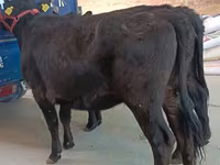 गाय, एबरडीन - एंगस — फ़ोटो 4