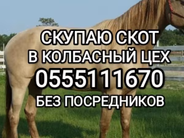 Бұқа, Ірі қара — Қырғызстан