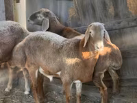 Ram, Arashan sheep — photo 3