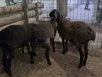 Ram, Sheep — photo 3