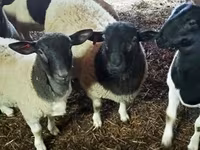 Қошқар, Dorper sheep — 2-сурет