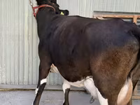 Cow, Holstein breed — photo 2
