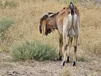 تيس, Nubian Goat — الصورة 3