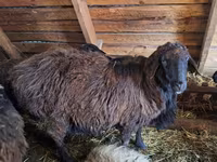 Ram, Edilbay sheep — photo 2