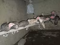 Turkeys — الصورة 2