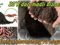 California chuvalchangi sotiladi (Biogomus) — foto 1