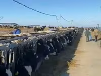 गाय, गोलस्टीन नस्ल — फ़ोटो 5