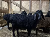 Қошқар, Baerchuke sheep — 1-сурет