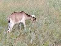 عنزة, Nubian Goat — الصورة 3