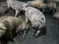 मादा सूअर, सूअर — फ़ोटो 1