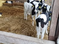 Бұқа, Swiss cattle — 7-сурет