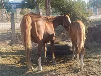 Mare, Horses — photo 1
