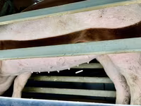 Sow, Pigs — photo 2