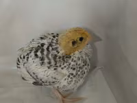 Quails — 5-сурет