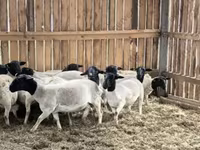 公羊, Dorper sheep — 照片 8