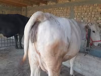 Cow, Holstein breed — photo 5