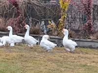 Geese — Foto 6