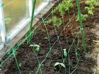 Сетка шпалерная для вьющихся растений.Plasă pentru plante cățărătoare. — الصورة 2