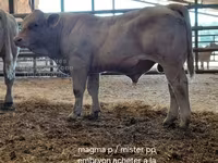 Бұқа, Charolais cattle — 7-сурет